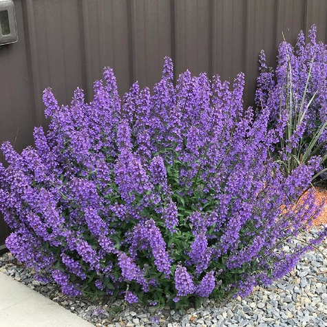 Kocimiętka Faassena Baby Cat (C2)