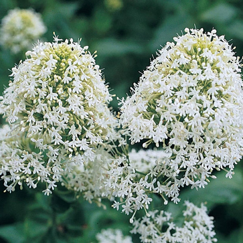 Ostrogowiec biały Albus (C2)