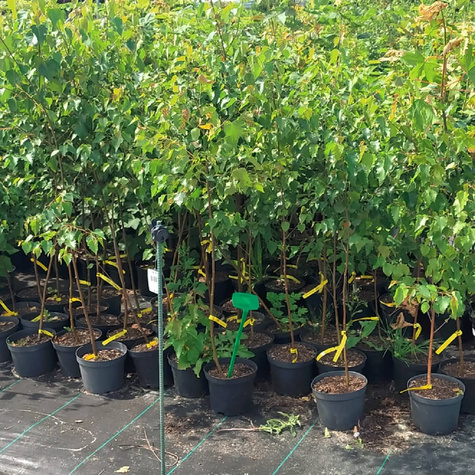 Brzoza brodawkowata (C2)