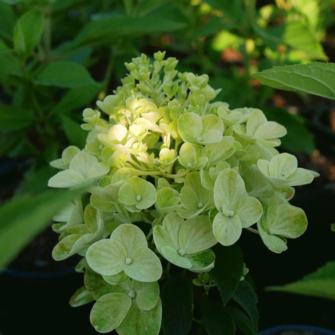 Hortensja bukietowa Silver Dollar (C1.7)
