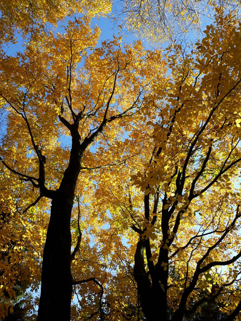 Brzoza wiśniowa Brzoza cukrowa