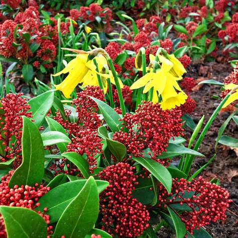 Skimia japońska Rubella (C2)