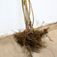 Czereśnia Karesova Plant Pack