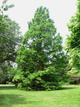 Metasekwoja chińska (C2)