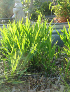 Obiedka szerokolistna 'Little Ticker'
