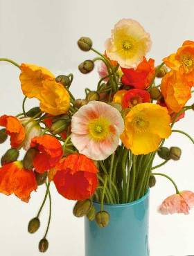 Mak alpejski zestaw kolorów 0,1g