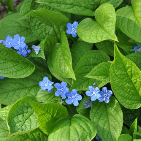 Ułudka wiosenna (C2)