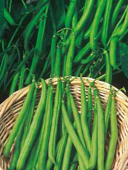 Fasola zwykła karłowa - szparagowa Sandra 50g
