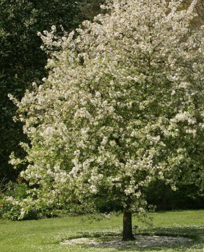 Śliwa Tophit Plus wczesna duża Plant Pack