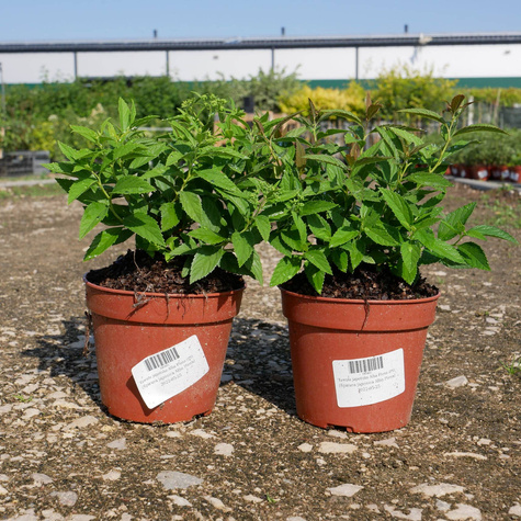 Tawuła japońska Alba Plena (C2)