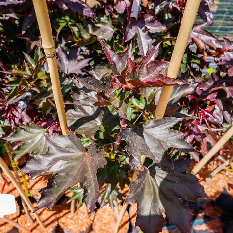 Klon pospolity Crimson Centry kolumnowy