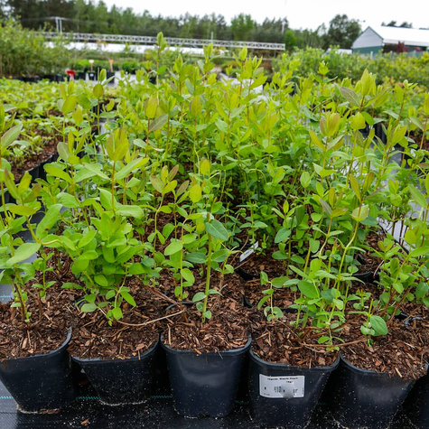 Jagoda kamczacka Bakczarskij Velikan