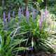 Liriope szafirkowata Moneymaker (C2)
