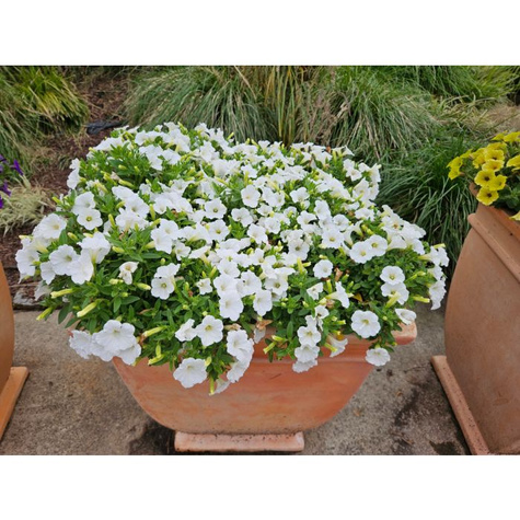 Surfinia Supertunia Mini Vista White samoczyszcząca