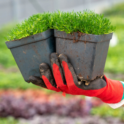 Karmnik ościsty Green (C2)