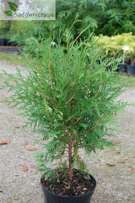 Thuja Tuja Żywotnik zachodni Woodwardii (C2)