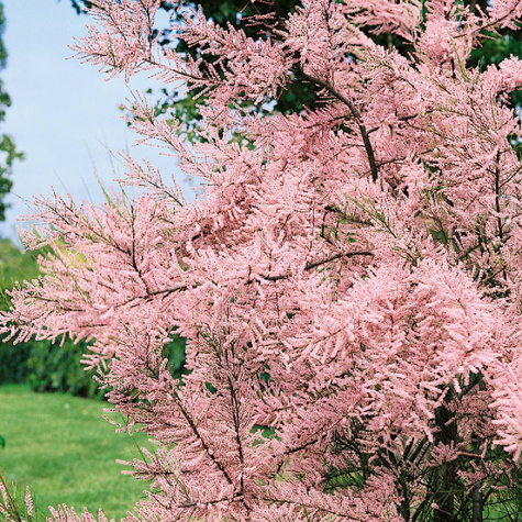 Tamaryszek drobnokwiatowy (P9)