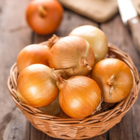 Cebula żółta Dakota F1 średniopóźna 500g