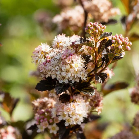 Pęcherznica kalinolistna Little Angel (P9)