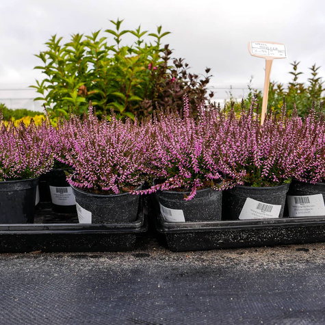 Wrzos pospolity Marleen