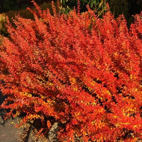 Berberys thunberga Orange Dream (C2)