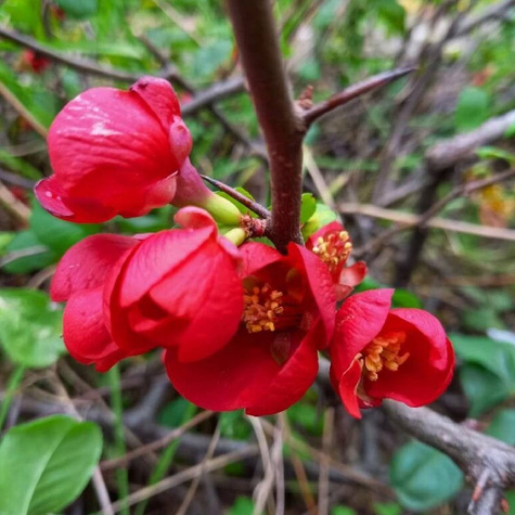 Pigwowiec pośredni Texas Scarlet (P9)