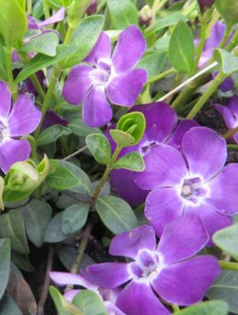 Zestaw Barwinek pospolity Atropurpurea 6 szt