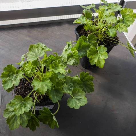 Żurawka ogrodowa Frosted Green (C2)