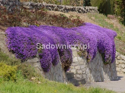 Żagwin ogrodowy 0,3g