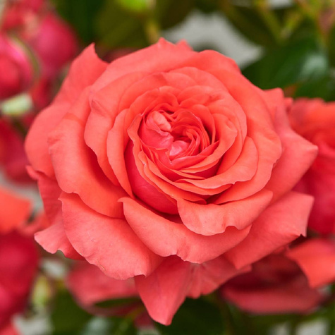 Róża krzaczasta Palace® Pitti (C2)