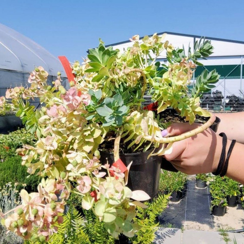 Wilczomlecz mirtowaty (C2)