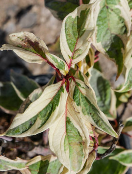 Dereń pagodowy Variegata