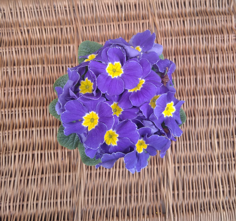 Prymulka Pierwiosnek niebieski z żółtym okiem sadzonka w doniczce