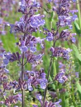 Kocimiętka wielkokwiatowa Pool Bank (P9)