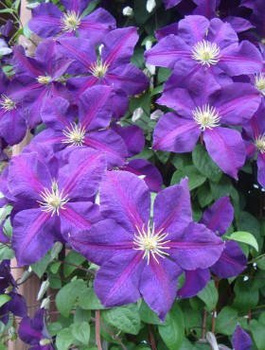Powojnik Clematis wielkokwiatowy Jackmanii (C2)
