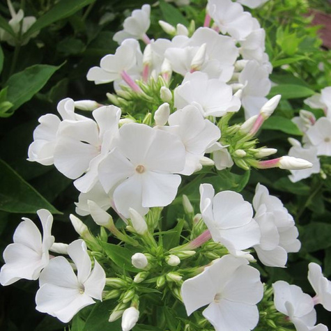 Płomyk wiechowaty Floks Adessa White (C2)