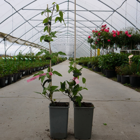 Powojnik Clematis wielkokwiatowy Dzieci Warszawy