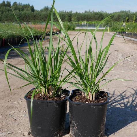 Rozplenica Japońska Piórkówka Black Beauty (C2)