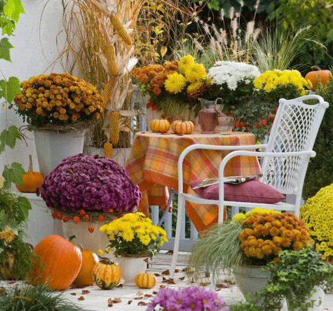 Chryzantema drobnokwiatowa Jasoda Purple sadzonki w doniczce P11