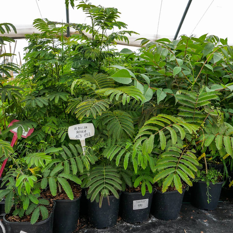 Albicja jedwabne drzewo Rosea (C2)