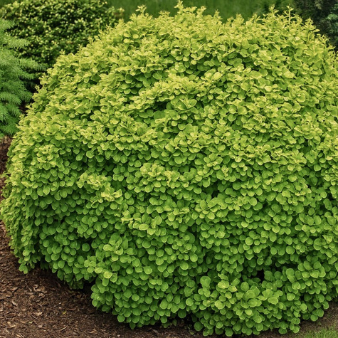 Trzmielina Fortune'a Sheridan Gold (P9)