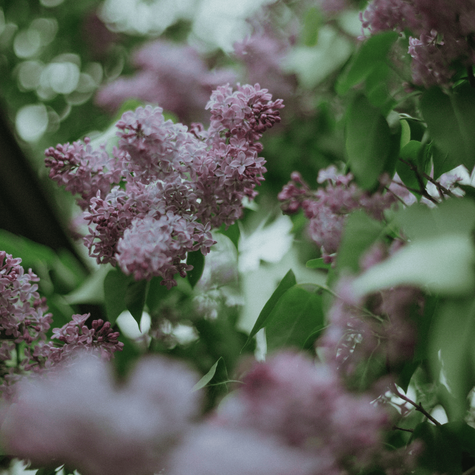 Lilak pospolity (C2)