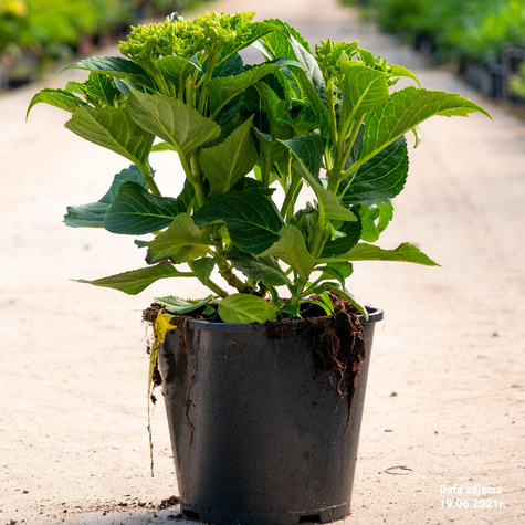 Hortensja ogrodowa Candy Heart Pink