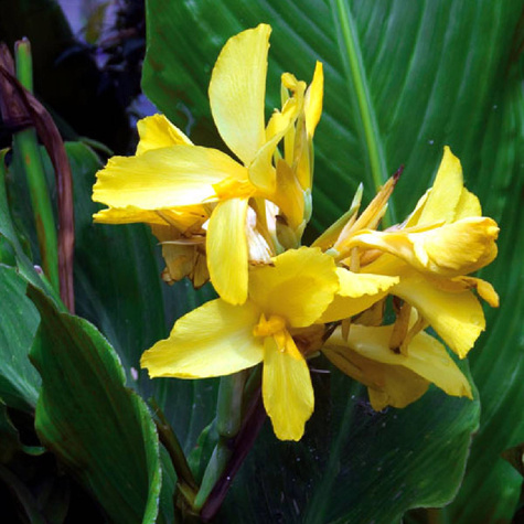 Paciorecznik Canna Kanna Oiseau D'or