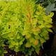 Berberys thunberga Golden Torch (C2)