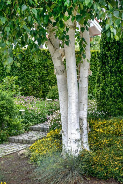 Brzoza pożyteczna Dorenboos wielopniowa (C5)