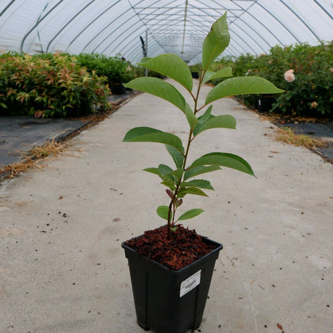 Szczęślin późny odm. fargesii (C2)