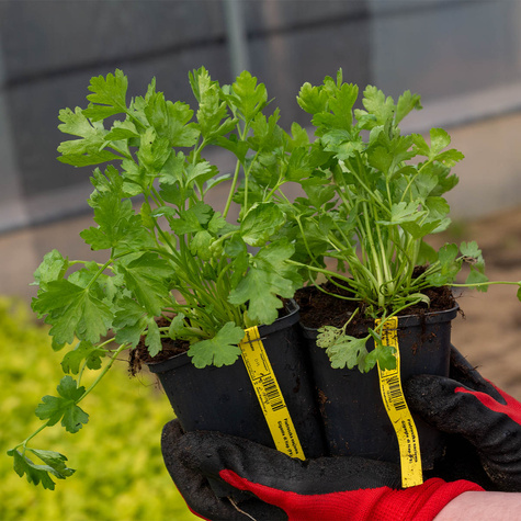 Pietruszka naciowa Gigante di Nap (C2)