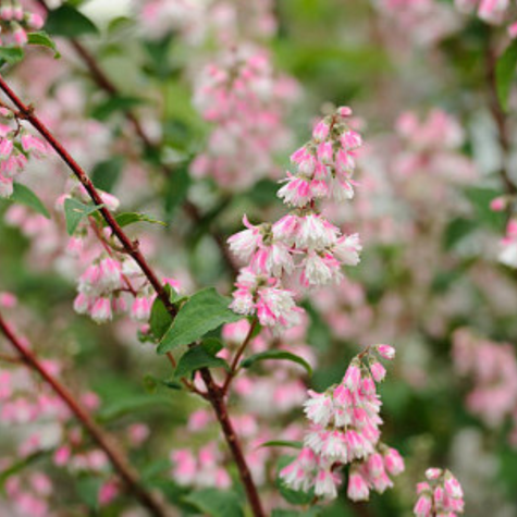 Żylistek szorstki Codsall Pink (C2)