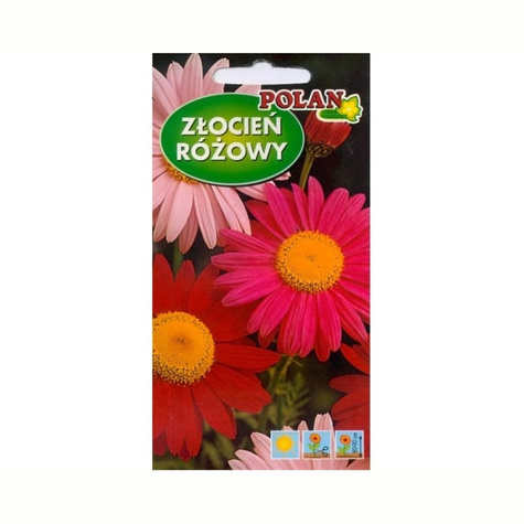 Złocień różowy zestaw kolorów 1g